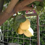 Bed and breakfast Il Giardino Dei Limoni 4*