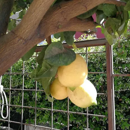 Bed & Breakfast Il Giardino Dei Limoni 4*